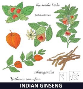 Aswagandha -Indian Ginseng