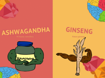 Aswagandha the Indian Ginseng