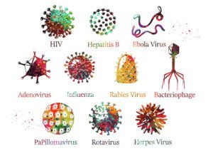 Types of Virus