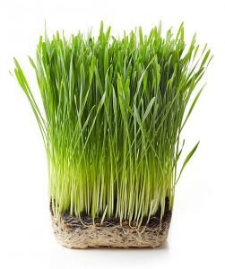 Wheat Grass for Vitamin B12 deficiency